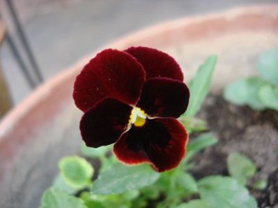 black-pansy-maroon