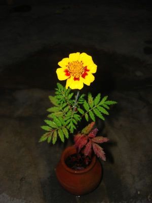 french-marigold-bo-janlge-cute-container