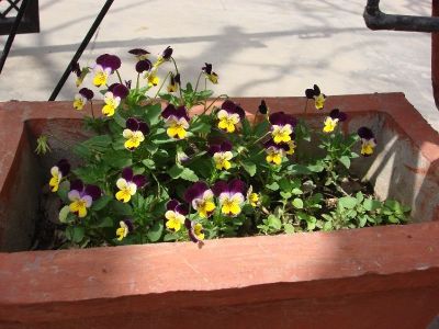 pansies-small