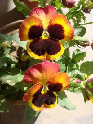 pansy