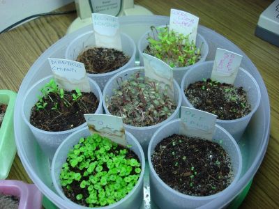 seeds-coleus-gomphena-strawberry-oregano-cockscomb-dianthus-chianti