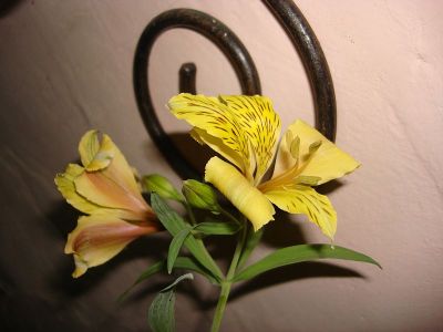 alstroemeria-or-peruvian-lily-11