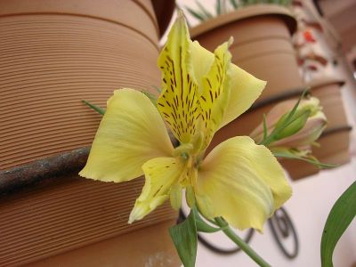 alstroemeria-or-peruvian-lily1