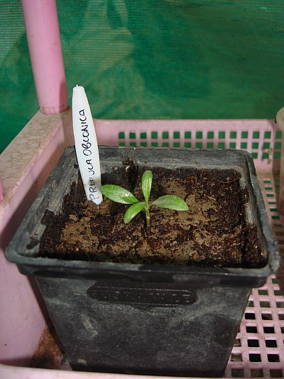 primula-obconica-seedling