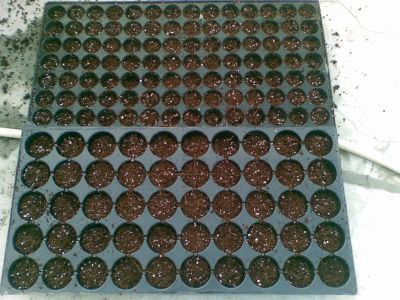 seed-trays-cocopeat-perlite-seed-starting-mix