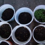 budscape-seeds-germination-10