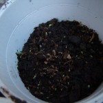 budscape-seeds-germination-11