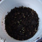 budscape-seeds-germination-12