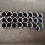 budscape-seeds-germination-13