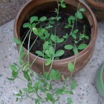 budscape-sweet-pea-seedling-long-07