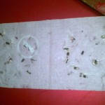 diamorphotheca-baggie-method-germination2