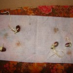 hyacinth-bean-germinate-baggie-method