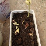 hyacinth-bean-germinate-baggie-method-transplant