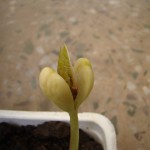 hyacinth-bean-leaf-appearing