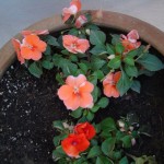 impatiens-orange-peach