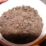 oregano-herb-thompson-morgan-germinate