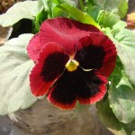 pansy-red-maroon-hybrid