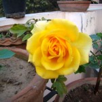 rose-golden-yellow