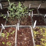 seeds-seedlings-germination-03