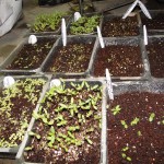 seeds-seedlings-germination-04