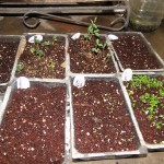 seeds-seedlings-germination-05