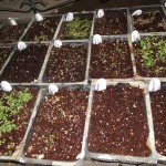 seeds-seedlings-germination-06