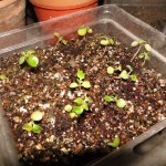 seeds-seedlings-germination-08