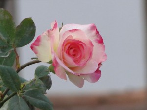 rose-white-pink-edges
