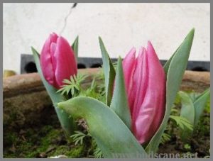 GROWING TULIPS IN NORTH INDIA 1