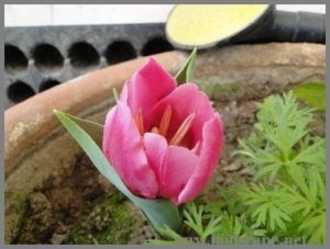 HOW TO GROW TULIPS IN NORTH INDIA