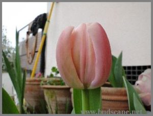 HOW TO GROW TULIPS IN NORTH INDIA1