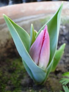 TULIPS ON PUNJAB