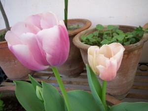 pink-yellow-tulip