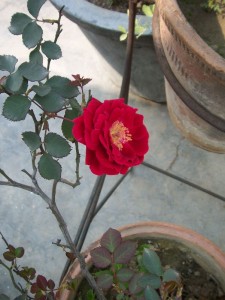 red-fragrant-rose