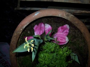 tulip-fading-petals-blown-pink
