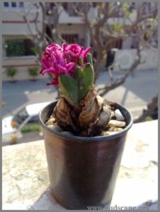 growing-hyacinth-in-water