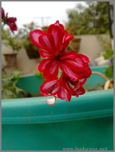 hanging-geranium-1