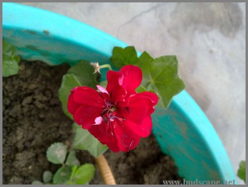 hanging-geranium