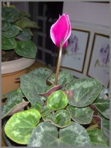 how-to-grow-cyclamen