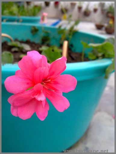 ivy-geranium-trailing