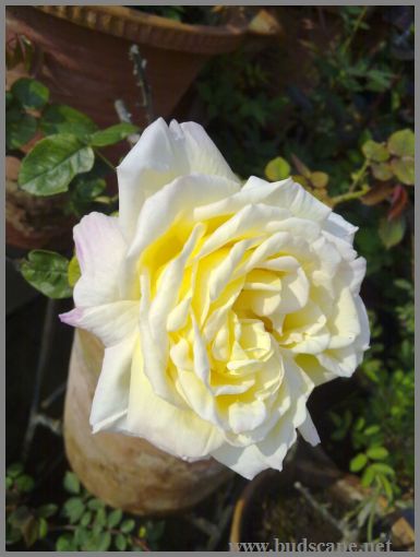 pale-yellow-rose