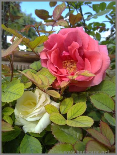 peach-white-rose