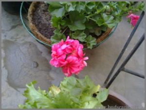 trailing-geranium-ivy