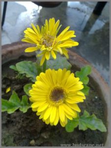 yellow-gerbera-hybrid