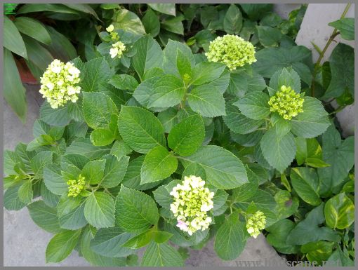 1-budscape-garden-blog-summer-annual-flowers-hydrangea-petunia 