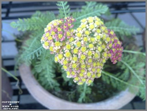 achillea-flowers-1