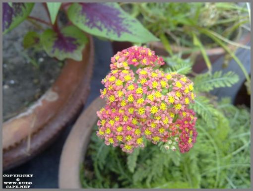 achillea-flowers-1