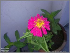 hot-pink-zinnia-from-seed