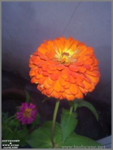 orange-zinnia-from-seed