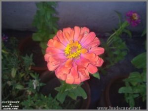 peach-zinnia-from-seed